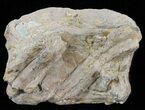 Xiphactinus (Cretaceous Fish) Vertebra - Kansas #60685-1